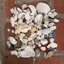 Organic Atlantic Shoreline Collection: Mixed Sea Shells & Smooth Beach Stones For Arts, Crafts, And Displays