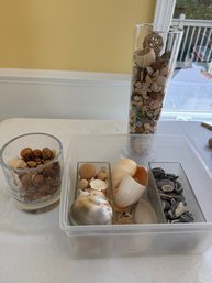 Collection Of Shells And Glass Vase Decor