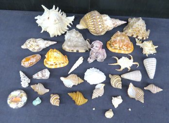 Lot Exotic Sea Shells