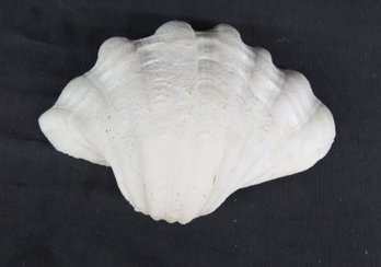 Oyster Shell, 12 X 9 D.
