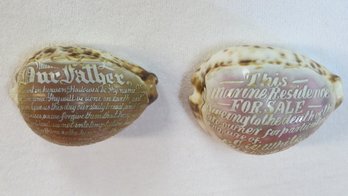 Two Cameo Cut Sea Shells