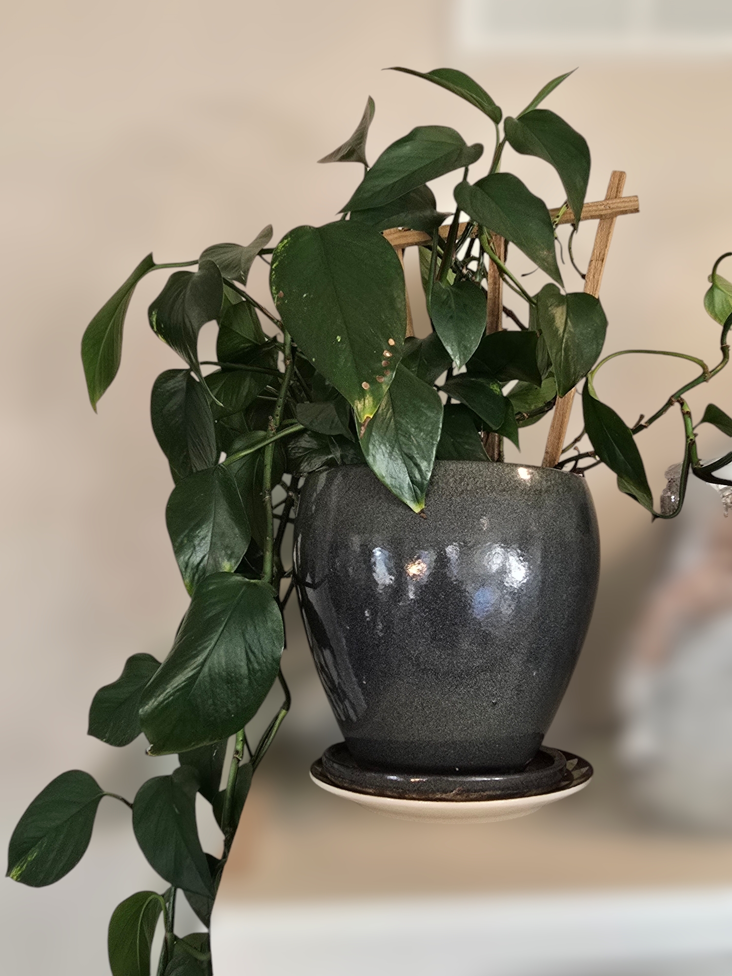 Stunning Live 60" Green Pathos Plant In A Glazed Pot 15659