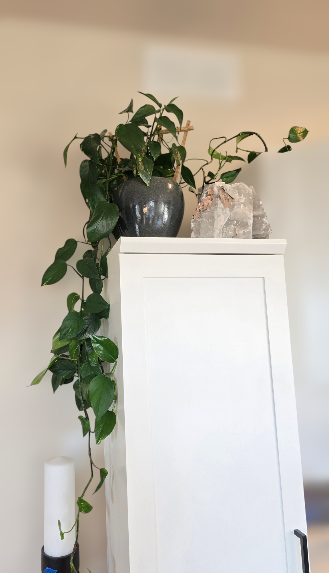 Stunning Live 60" Green Pathos Plant In A Glazed Pot 15659