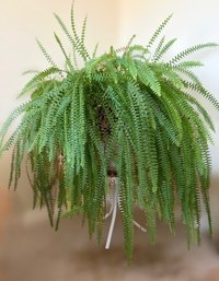 25 Year Old Massive Mature Live Boston Fern Plant In Pot -