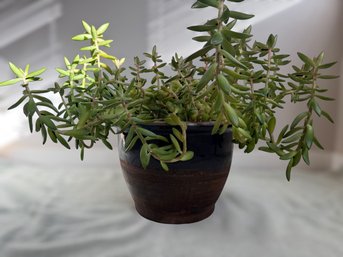 Beautiful Mature Succulent Plant In A Glazed And Raw Black Pot