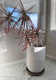 Beautiful Mature Dragon-dracaena Agustifolia Tree