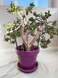 Gorgeous Mature Jade Plant In A Purple Garden Pot