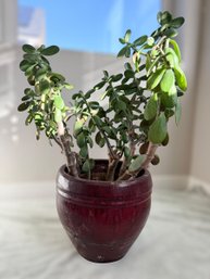 Stunning Mature Jade Plant In A Red Garden Pot