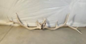 Rare Magnificent 45' Royal 6 Point Naturally Fallen Elk Antlers - Lot Of 2