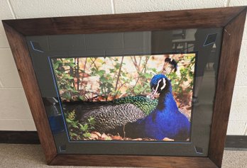 Framed Peacock Art