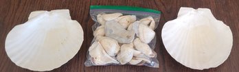 Sea Shell Lot