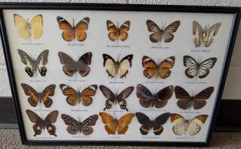 Framed Collection Of 20 Different Butterflies