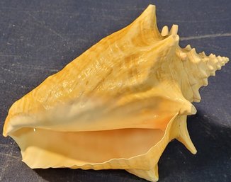 Conch Shell