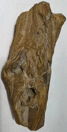 Appears To Be A Fossilized Bone Fragment