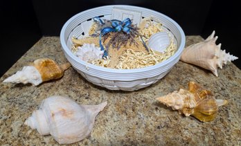Coastal-style Decorative Bowl Features White Seashell-themed Home Decor And 4 Large Sea Shells