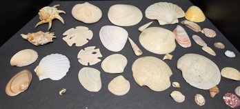 Collection Of Seashells