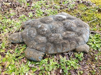 Plaster Lawn Turtle