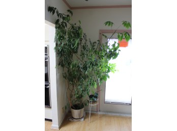 Plants - Large - Lot Of 3!! BSMT Item #216