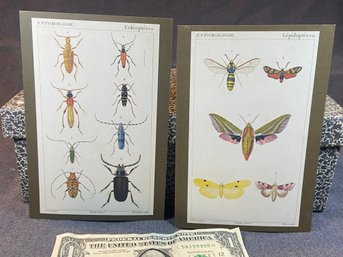 Two Entomologie Framable Cards (#2)