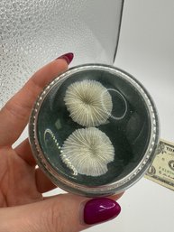 Preserved Coral Glass Paperweight