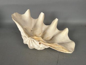 Large Clamshell Oversize Half Shell
