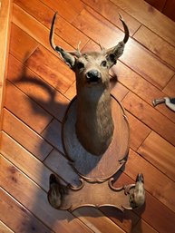 Six Pointer Dear Head Mounted With Hooves