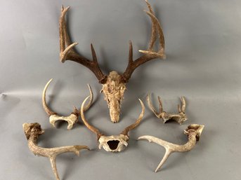 Collection Of Deer Antlers Including Large Eight Pointer.