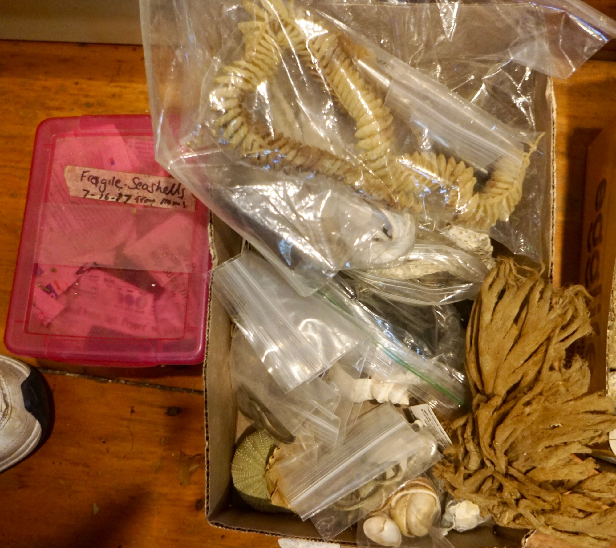 #42 Box Lot Of Sea Shells #1460332 | Auctionninja.com