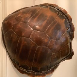 RARE & HUGE 24 Inch Tortoise Shell Taxidermy