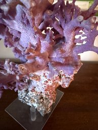 RARE Purple California Hydrocoral