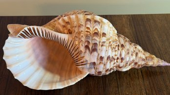 HUGE & Beautiful Conch Shell 16 Inches By 8 Inches- 18