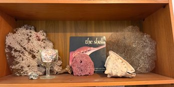 AUTHENTIC Large Sea Fans 13 Inch, Red Pipe Organ Coral, Queen Hamlet Shell, Etc - S1