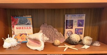 AUTHENTIC Sea Fan 11 Inch, Porcupine Puffers, Star Fish, Spiny Oyster, Large Abalone Shell, Books, Etc - S2