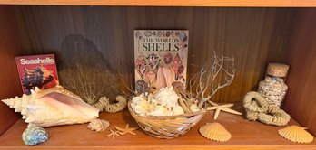 AUTHENTIC Large Conch Shell 11 Inch, Sea Fan, Scallop Shells, Mermaids Necklace, Books, Etc - S3