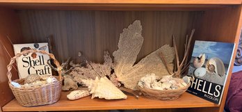 AUTHENTIC Large Sea Fan 13 Inch, Conch Shell, Books, Etc - S4