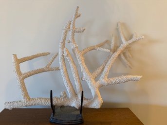 AUTHENTIC Huge Stag Horn Coral 19 X 12 - S6