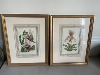 Framed Botanical Prints