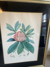 Vintage Bristly Rhodendendrom Print