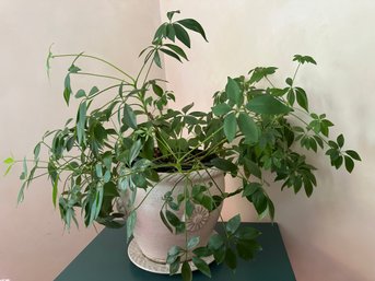 Living Umbrella Plant Aka Schefflera In Ceramic Pot - LV4