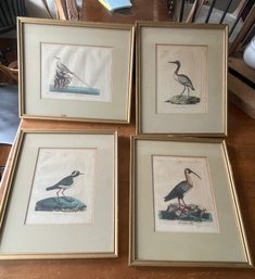4 Framed Bird Prints