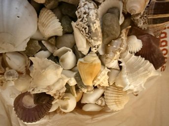 Large Collection Of Shells, Star Fish  And Faux White Star Fish