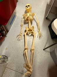 Life Size Skeleton Spooky Scary!