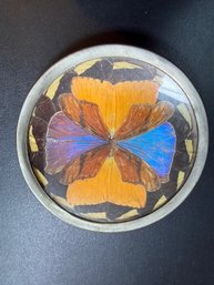 Silver Backed Butterfly Wings Hanging 3' Diameter