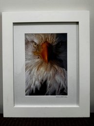 Muffet Frische Signed Photograph Bald Eagle Close Up 2006