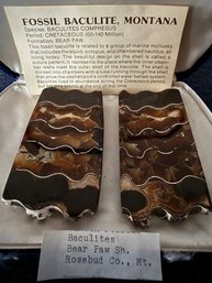 Polished Fossil Baculite Bear Paw Mountain From Rosebud Co, Montana