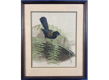 BILL HOWARD 'NEW ZEALAND SADDLEBACK'