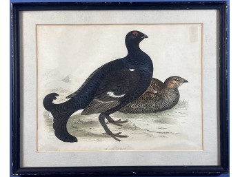 BEVERLY MORRIS 'BLACK GROUSE' ETCHING
