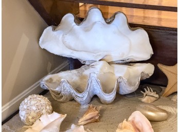 TWO HALFS Of A GIANT CLAM /the TRIDACNA GIGAS