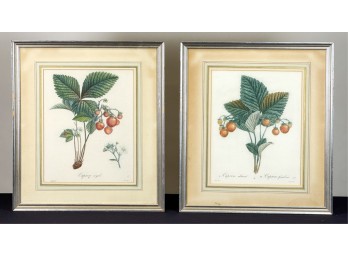 PIERRE POITEAU (1766-1854) 'STRAWBERRY' ENGRAVINGS