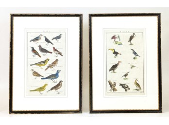 PAIR (18thc) ALEXANDER HOGG 'BIRDS' ENGRAVINGS